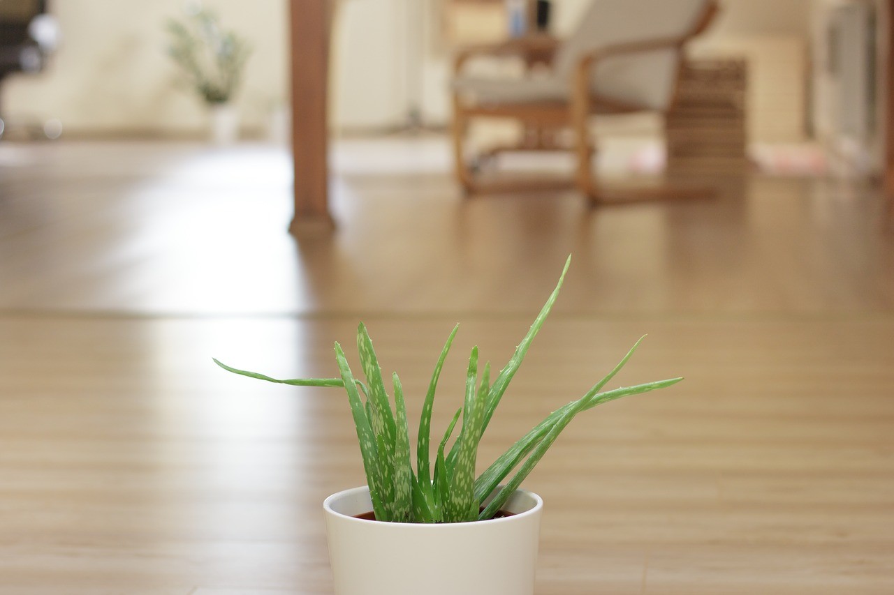 Aloe plant in office